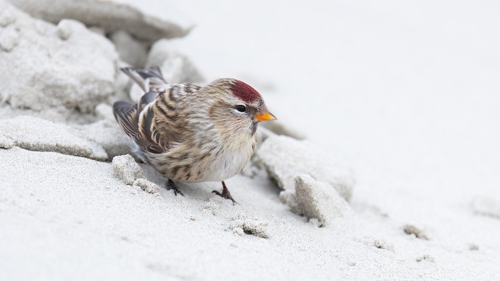 maryvanderes's tweet photo. #BirdsSeenIn2022 in the #Netherlands on #Schiermonnikoog .
#Grote_Barmsijs #Acanthis_flammea #Common_Redpoll .
Photographed by a good friend of mine Maartje Bakker.
@Britnatureguide https://t.co/5pFbG9C7WT