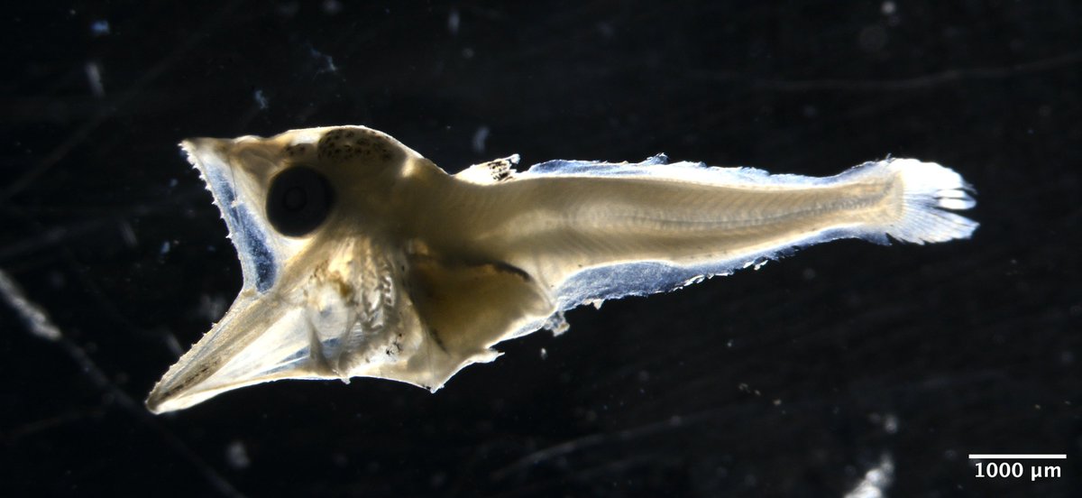 Todays’ larva is a Little Tunny, Euthynnus alleteratus. Tuna larvae are voracious open-ocean predators with huge jaws and sharp canines. It may be the last thing you see when you are the size of a copepod, ~300 micron 😉...
