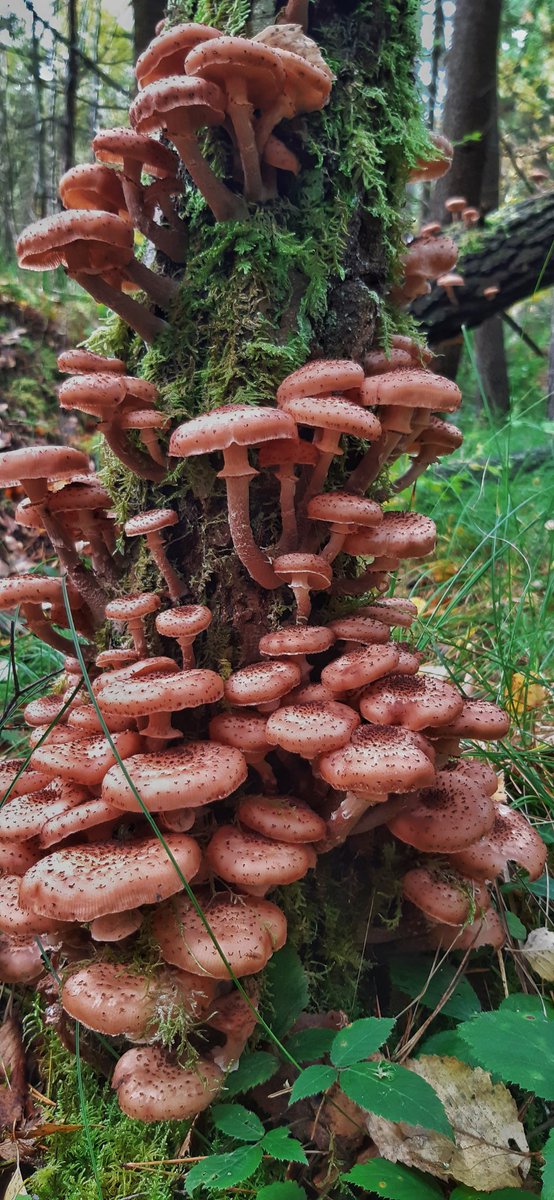 Tony Dyda (@thedyda) on Twitter photo Some amazing honey fungus on birch at Newborough forest <a href="/marcbuzzard/">Marc Hughes</a> <a href="/muliernatura/">Vicky</a> <a href="/pacunliffe/">Phil Cunliffe ๐ท๐ฆ๐ฉ๐ฆซ๐๐ป๐บ๐ฆ</a> #fungi Some amazing honey fungus on birch at Newborough forest <a href="/marcbuzzard/">Marc Hughes</a> <a href="/muliernatura/">Vicky</a> <a href="/pacunliffe/">Phil Cunliffe ๐ท๐ฆ๐ฉ๐ฆซ๐๐ป๐บ๐ฆ</a> #fungi