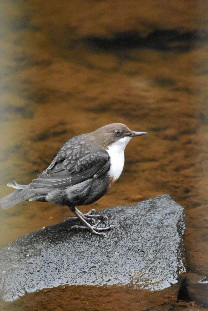 BillyWildlfe's tweet photo. Saw this little DIPPER when I went to visit the Falls of Clyde, in New Lanark. Really happy I saw him.
β’
β’
β’
#NewLanark #Dipper #Dippers #FallsOfClyde #RSPB #RSPHImages #Twitter #Photography #Photographer #Wildlife #Nature #Bird #Birds #Water #Waterbird #Waterfowl #NewLanark https://t.co/zIvAGK8UaF