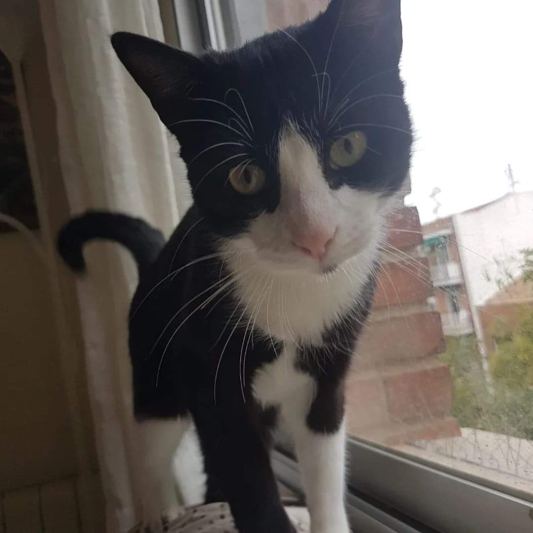 🐾BARTOLINO EN ADOPCIÓN🐾

Resulta que Bartolino se ha enterado que hay algunos humanos que no comparten su vida con un michi, y está muy sorprendido. 

Ser adoptado por un michi es lo mejor que puede pasarte en la vida: tendrás con quien disfrutar de sofá, peli y mantita.