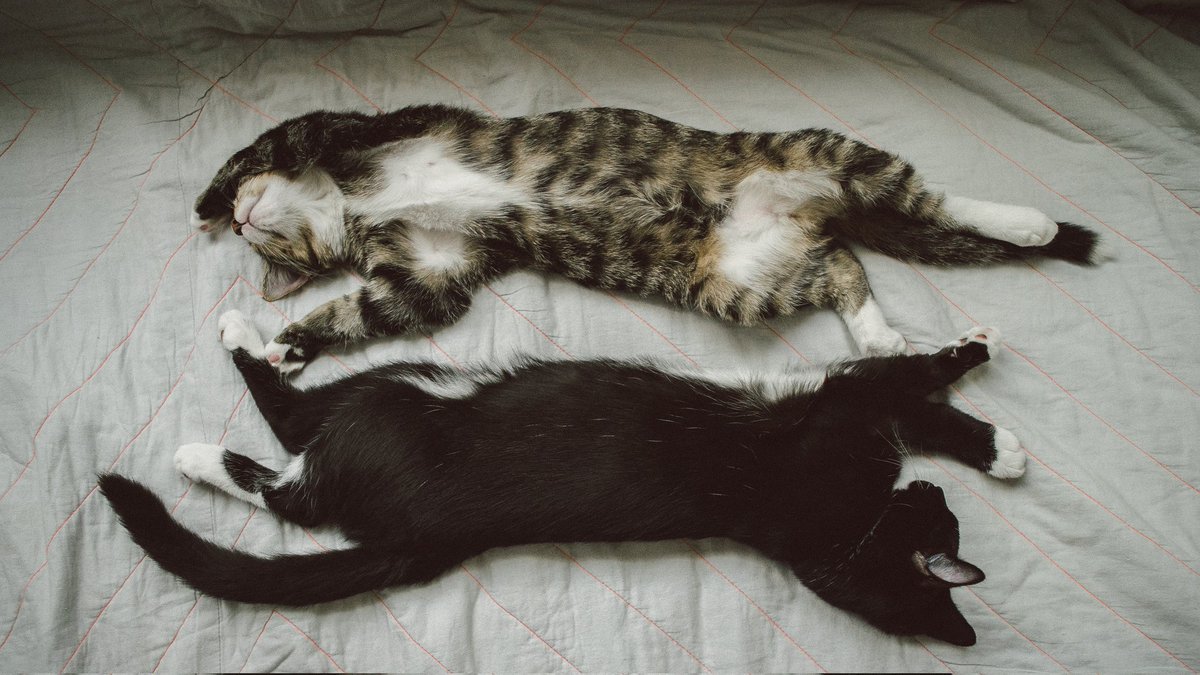 ParisZarcilla's tweet photo. Here are my gold and silver medalists in the chill Olympics. Hope this tweet finds you horizontal  and happy. Love from House Zarcilla https://t.co/LzoZU1xwmR