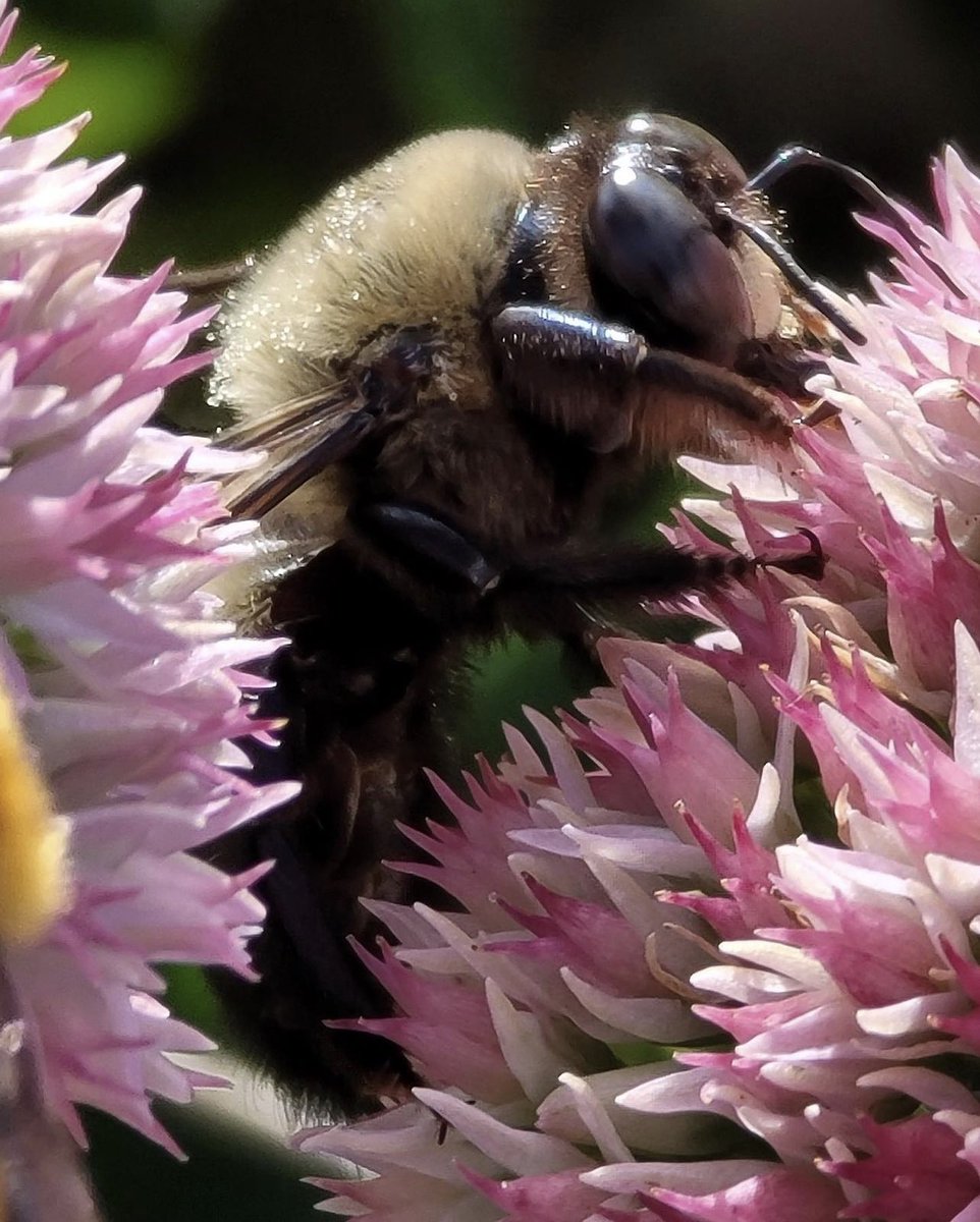 Congratulations to Hunter M for winning our photo contest 📸🐝♥️