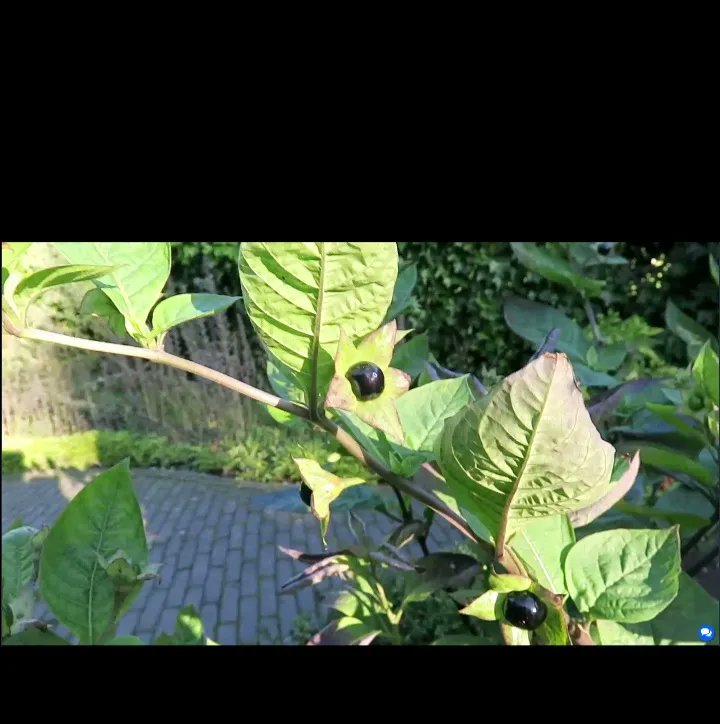 GothicValleyWI's tweet photo. We had a great time discovering horrific horticulture last week when the #alnwickpoisongarden team from @AlnwickGarden gave us a talk on the history of poisonous plants &amp; their uses. Here is some #deadlynightshade &amp; expert Dean Smith revealing plots involving #monkshood. https://t.co/StvEpIFoxk