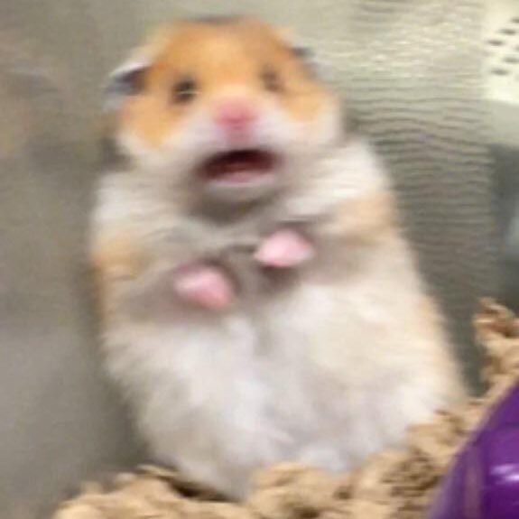 jinniesarchives's tweet photo. hamster jin agenda https://t.co/DLjOXzTynO