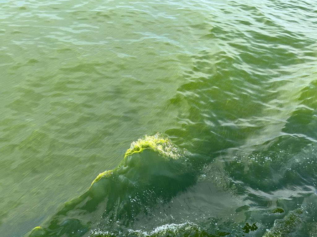 CentreCoastal's tweet photo. A dense harmful algal bloom of Noctiluca species that causes massive fish mortality spotted by NCCR scientists onboard CRV Sagar Anveshika about 30 nautical miles away from the coast in Gulf of Mannar @moesgoi @MoesNiot @MVR_NCCR @Ravi_MoES https://t.co/IvQrhHfwRc