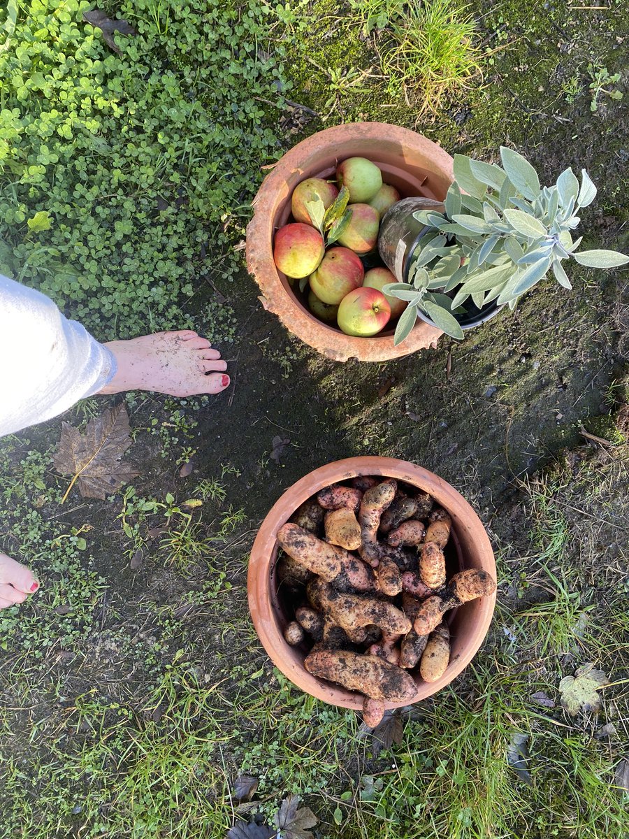 This morning’s harvest…