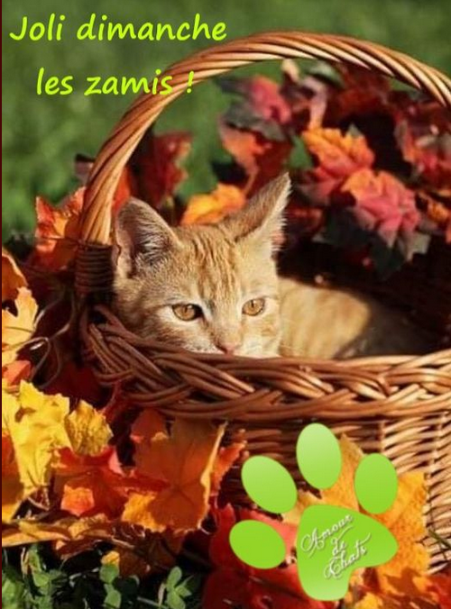 ReffuveilleS's tweet image. BON DIMANCHE A TOUS🌹🍁🌹💐🌺🌻🐈🐈‍⬛🐈🌹🍁