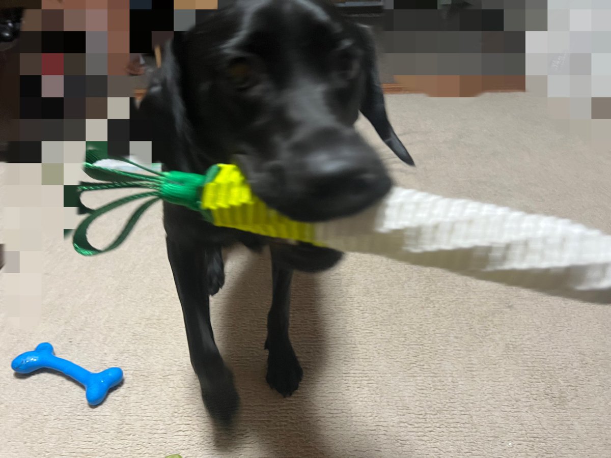 これを咥えて嬉しそうに
うろうろしている姿が
とてもかわいいので飼い主♀の
お気に入りおもちゃなのですが、
あれ、こんなに固かったっけ？
てか長さ変わってない？
色もくすんでない？って
新品に交換するたびに思う😂😂😂

#ラブラドールレトリバー　#黒ラブのいる暮らし