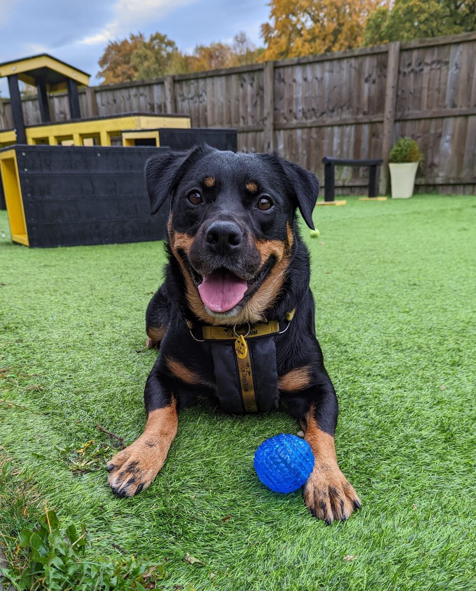 Beautiful Indy 💛 has had the best morning with her carers going on a nice walk and playing with her favourite toys 🎾 Indy is still looking for her forever home, to find out more about her please check out her web profile or call us on 01506 873459☎️ @dogstrust #adoptdontshop