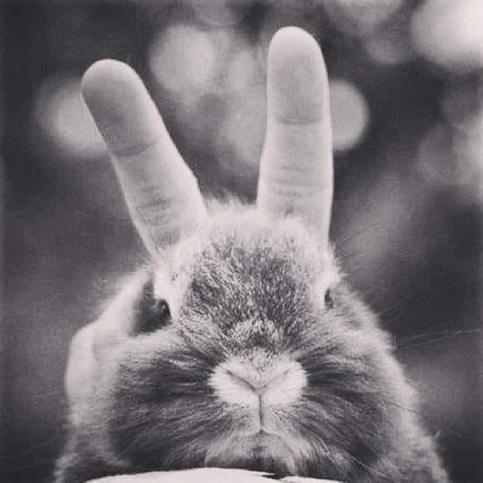 Altered States Music tweet media