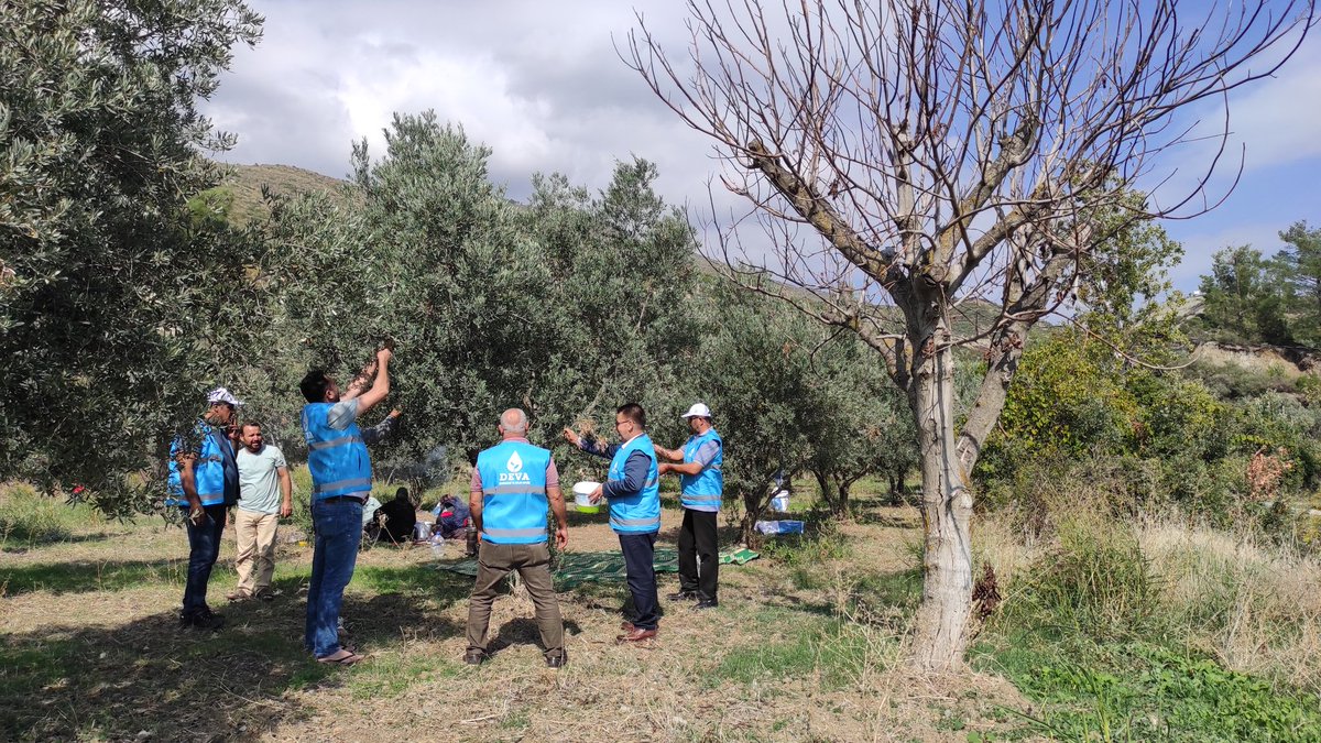 antakyayadeva's tweet photo. İlçe başkanımız ve başkan yardımcılarımız ile birlikte karlısu Mahallesi'nde zeytin hasadı yapan çiftçilerimize birlikte zeytin topladık, "Tarım Eylem Planlarımızdan" bahsettik.
#Devatarlada #Devapartisi
https://t.co/GzY8hoQurN https://t.co/xs1iZDTyPb