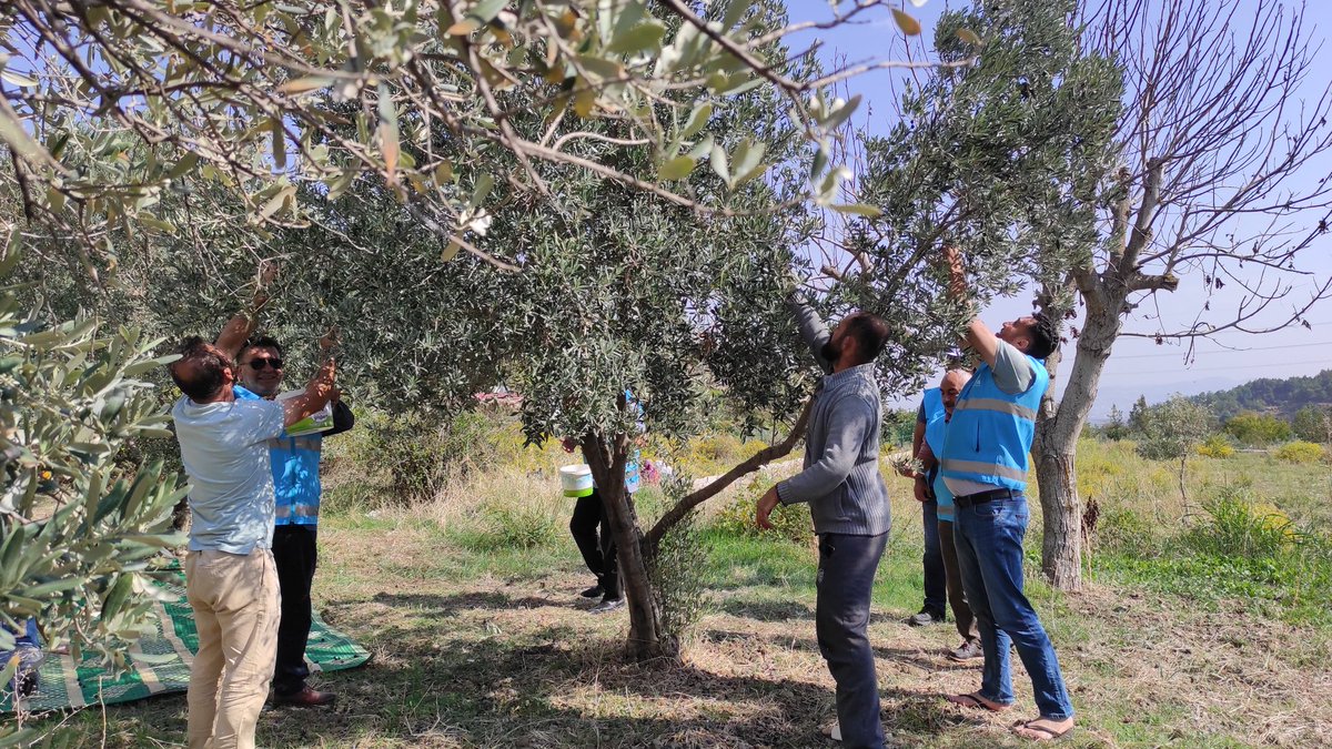 antakyayadeva's tweet photo. İlçe başkanımız ve başkan yardımcılarımız ile birlikte karlısu Mahallesi'nde zeytin hasadı yapan çiftçilerimize birlikte zeytin topladık, "Tarım Eylem Planlarımızdan" bahsettik.
#Devatarlada #Devapartisi
https://t.co/GzY8hoQurN https://t.co/xs1iZDTyPb