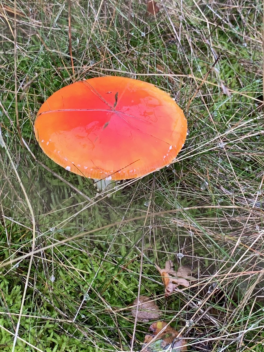 John Golding tweet media