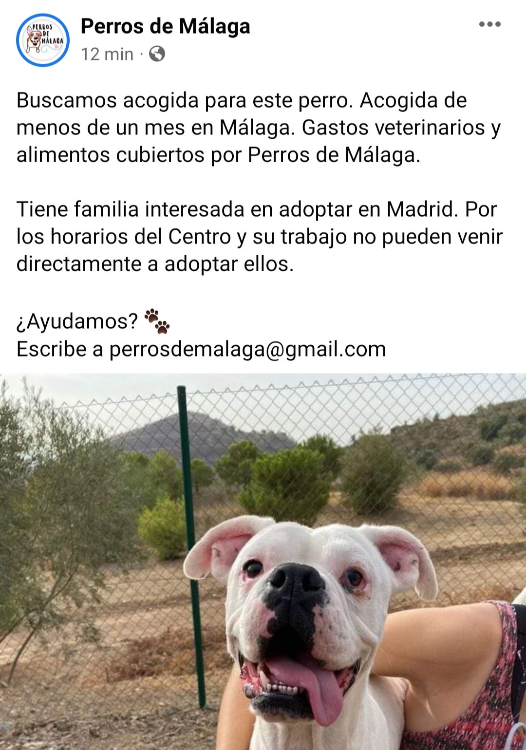 Perros Málaga (@perrosdemalaga) Twitter