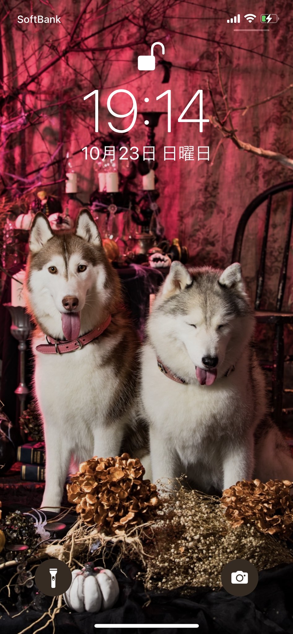 ハマジ Steeldog Photoさん Steeldog Photo の撮影会行ってきましたよーーー ハイ 可愛い 背景素敵すぎ T Co 2izidpq8qy Twitter