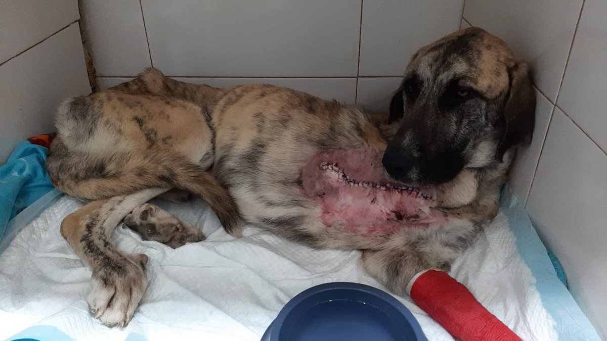ProtectoraQSDA's tweet photo. Hemos rescatado a un  Mastín atrapado por una trampa al cual se le ha tenido q amputar la pata delantera, y estoy leyendo sobre prótesis impresas en 3D para perros. Podría alguien informarme, funcionalidad, adaptabilidad, precio, dónde conseguirla etc..
@3Dnatives_ES #impresión3D https://t.co/Ht2aTXC5ni