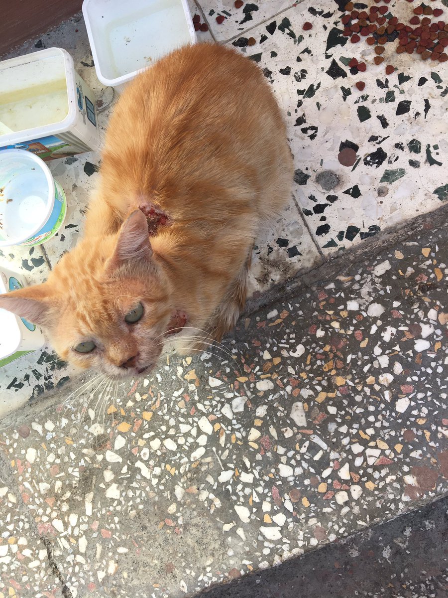 leydiponyo's tweet photo. Adana/yeşilyurt mah. 70448 sk ve civarında. Evden kaçmış ya da atılmış. Köpek saldırmış ve açık yaraları var. Yakalayamadığımız için yaşmama içine antibiyotik koyuyoruz. Yakalarsak vete gideceğiz. Yakalamak için yardım edecek birileri varsa çok sevinirim. https://t.co/A3KyryXmDn