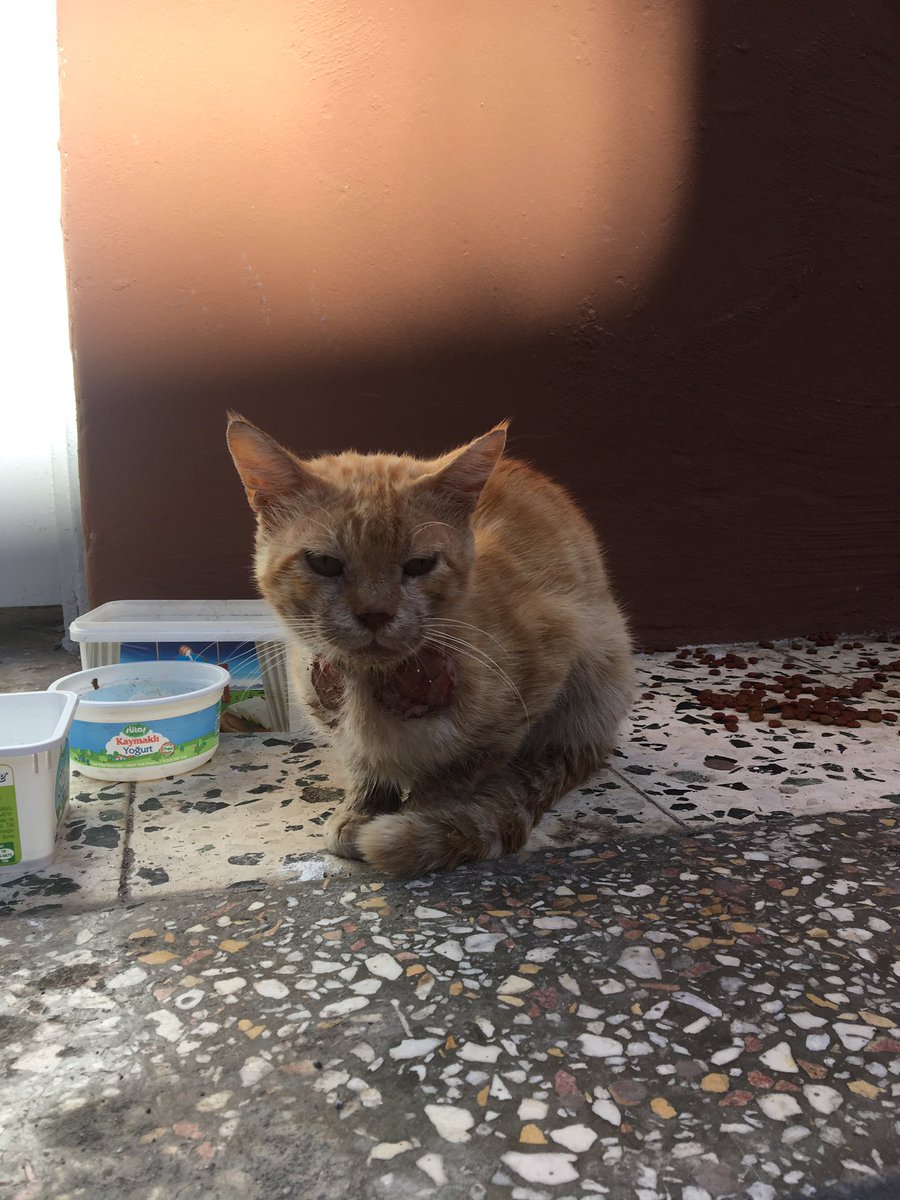 leydiponyo's tweet photo. Adana/yeşilyurt mah. 70448 sk ve civarında. Evden kaçmış ya da atılmış. Köpek saldırmış ve açık yaraları var. Yakalayamadığımız için yaşmama içine antibiyotik koyuyoruz. Yakalarsak vete gideceğiz. Yakalamak için yardım edecek birileri varsa çok sevinirim. https://t.co/A3KyryXmDn