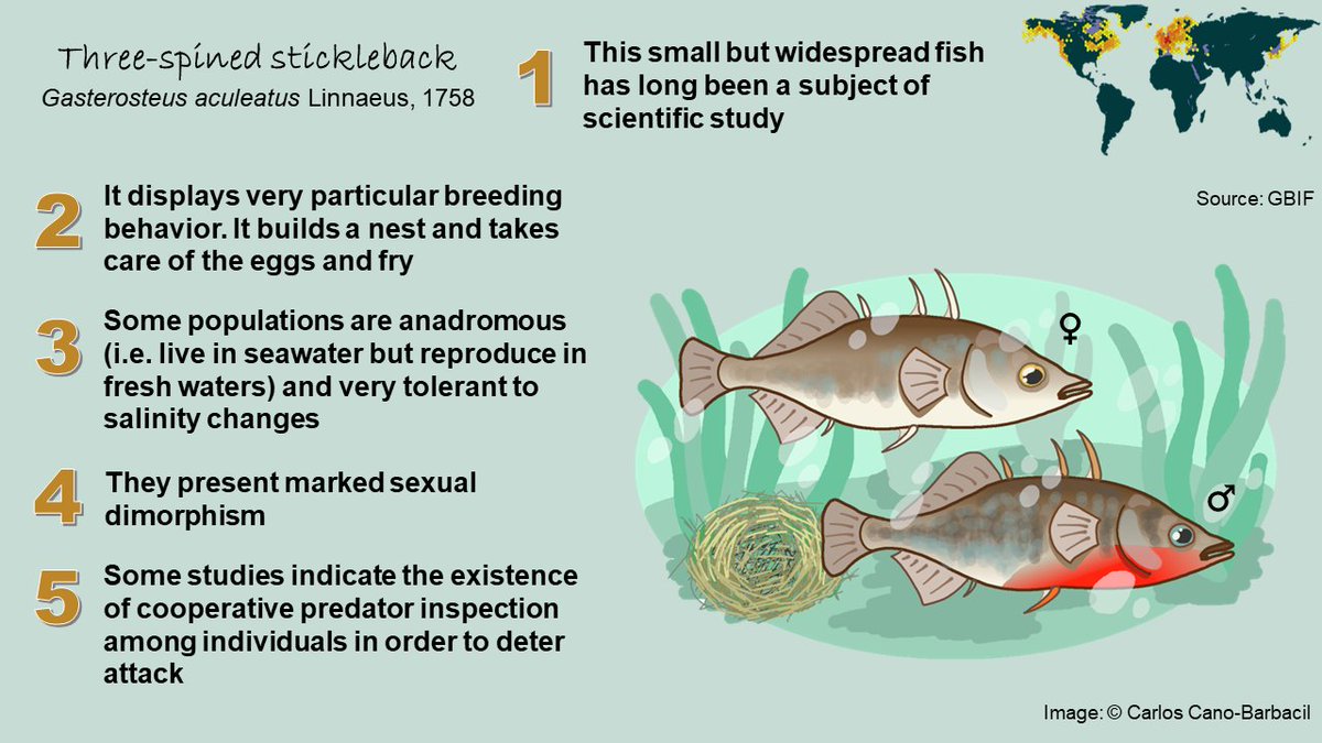 canobarbacil's tweet photo. For today's #SundayFishSketch let me tell you #5FishFacts about the three-spined stickleback (Gasterosteus aculeatus), a very interesting fish that has long been subject of scientific study π https://t.co/t1uOPaXLPT