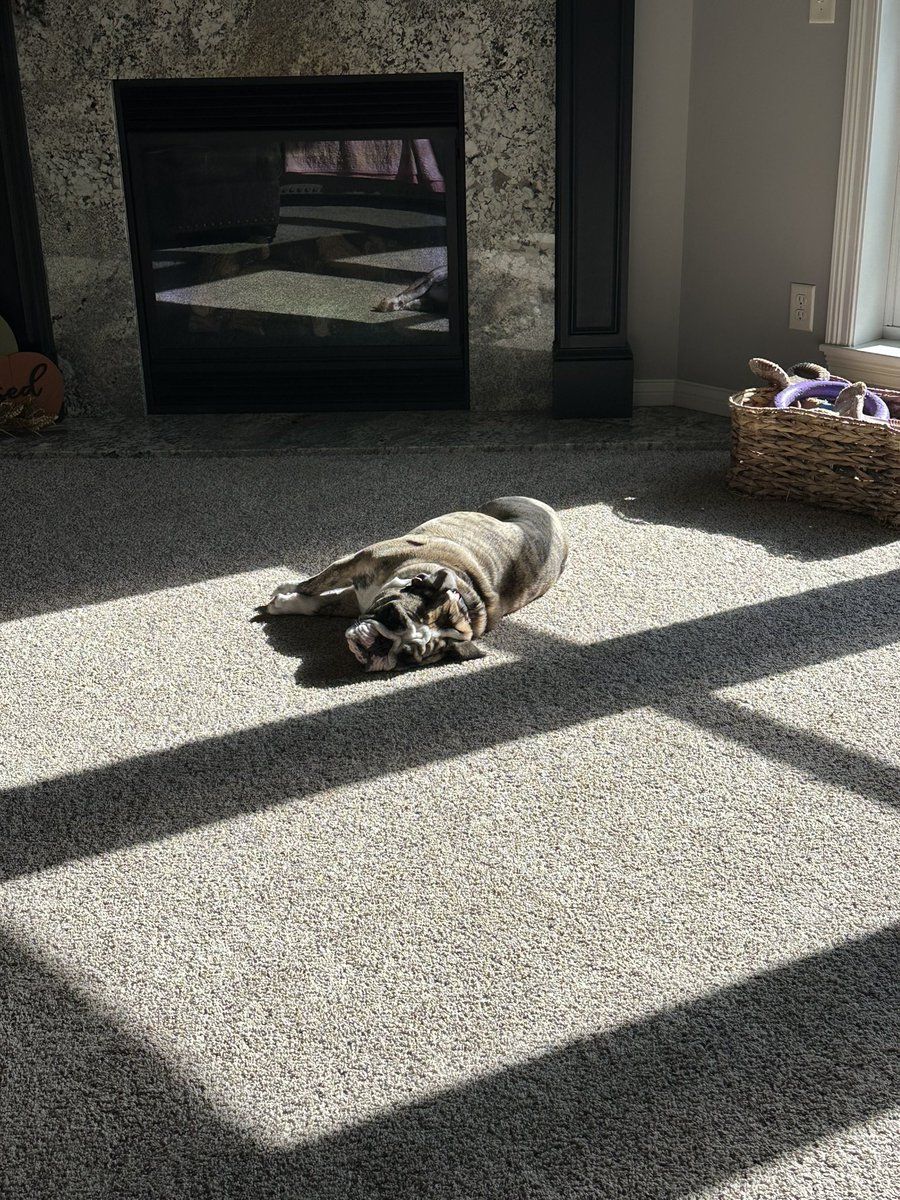 DanielleTiedman's tweet photo. Soaking up the Sun ☀️ https://t.co/KrybCr3GbF