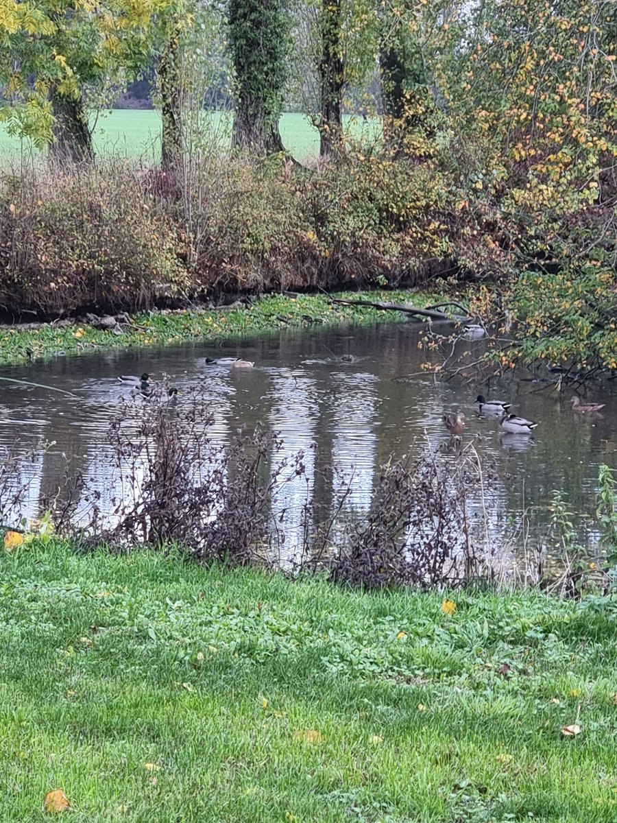 It's rained and for the first time in months, not only has the Pond got Water in it, but the Ducks have returned. The Mother that hatched out 14, and raised 9, is definitely among them, unsure if these are her ducklings or not. Sorry about poor photo, didn't want to spook them.