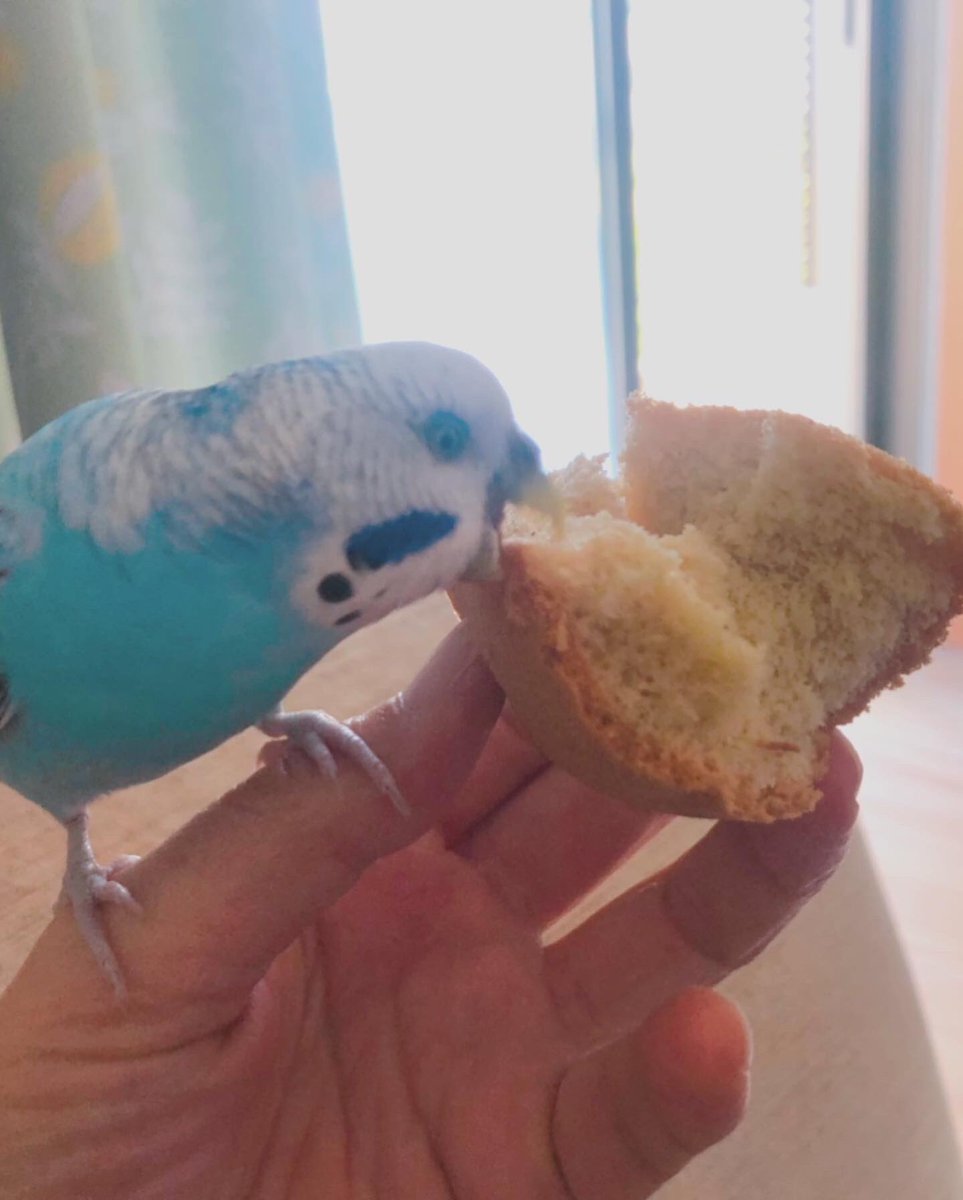 hm0358's tweet photo. 食いしん坊なインコ🦜
手乗りインコのそらちゃん😂 https://t.co/6GU6XpCRf8