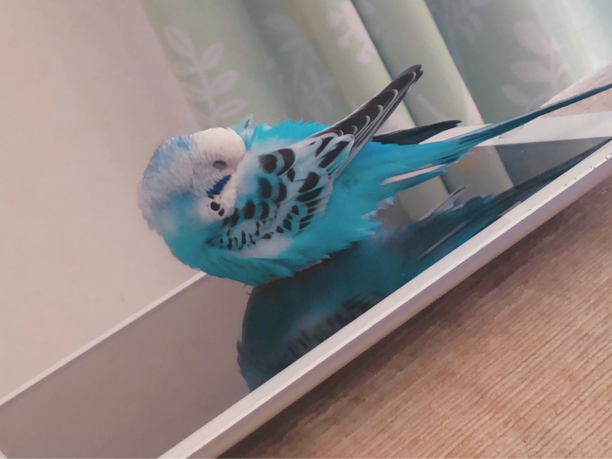 hm0358's tweet photo. 食いしん坊なインコ🦜
手乗りインコのそらちゃん😂 https://t.co/6GU6XpCRf8