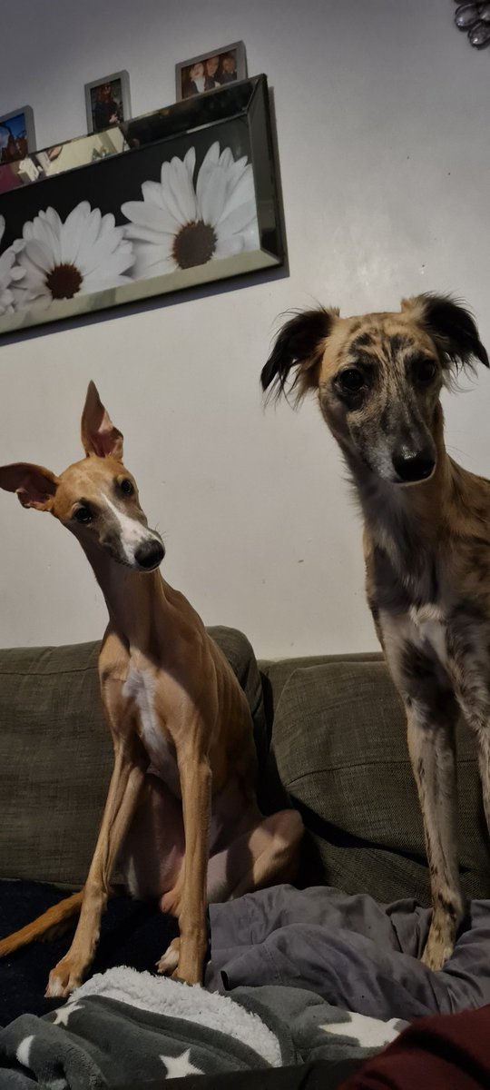 Did you just say treat? #whippet #saluki #dogsoftwitter