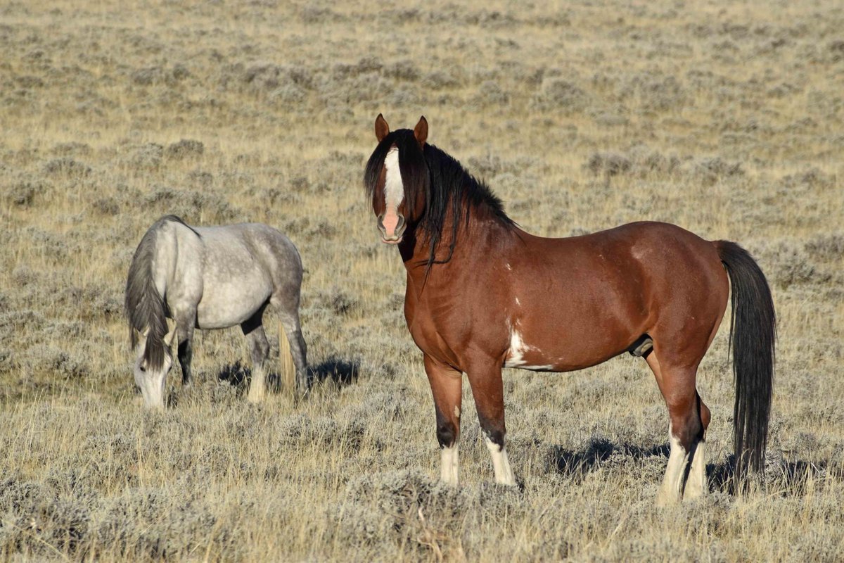 Healthy, robust horses living wild and free on thriving rangelands in Wyoming, by Erik Molvar. #stoptheroundups #haltthehelicopters