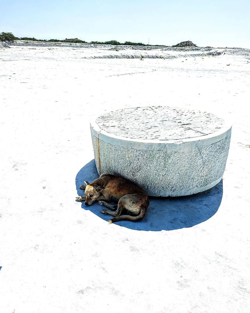 beardntravel's tweet image. Finding shade to get cool in (not) snow!

#teampixel #dumpingyard #dumpyard #dumpingyardkishangarh #kishangarh #ajmer #ajmercityblog #ajmerdiaries #rajasthan #jaipurcanvas #rajasthantourism #traveling #travelindia #gunjanphotography #gunjanphotographyjaipur #des#beautifuldes…