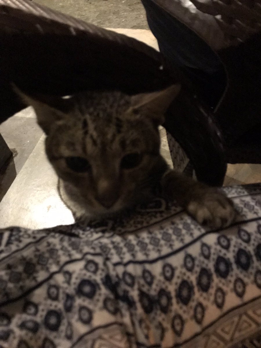 emmamatata's tweet photo. jag bjöd den på mjölk och sen dess älskar vi varandra <3<3<3<3<3 https://t.co/JVL4dgSd6f