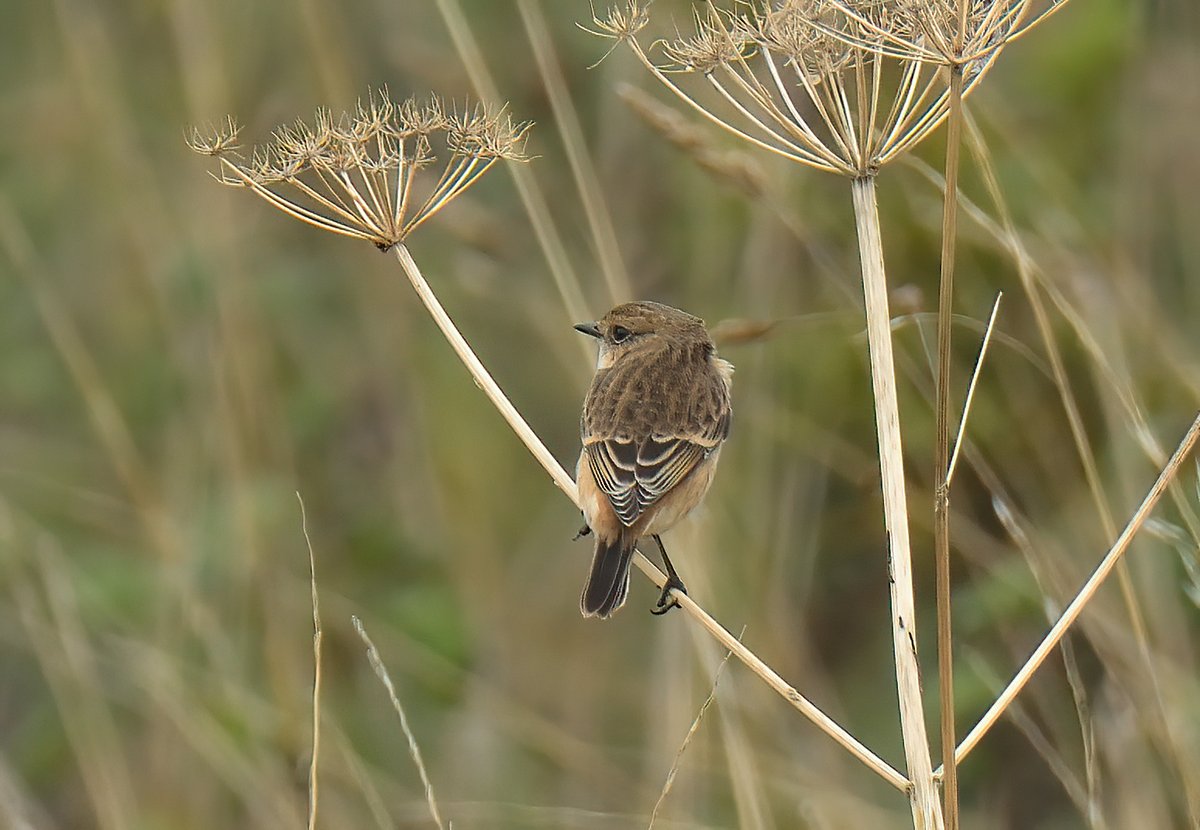 Dennis Morrison (@denmor77) on Twitter photo Great views of this Eastern Stonechat "prob Stejneger's" at Crail this afternoon. Well done to @wilsonjaredm for finding it and covertly obtaining a DNA sample <a href="/FifeBirdNews/">FifeBirdNews 🔭™️</a> <a href="/BirdGuides/">BirdGuides</a> <a href="/RareBirdAlertUK/">RareBirdAlertUK</a> Great views of this Eastern Stonechat "prob Stejneger's" at Crail this afternoon. Well done to @wilsonjaredm for finding it and covertly obtaining a DNA sample <a href="/FifeBirdNews/">FifeBirdNews 🔭™️</a> <a href="/BirdGuides/">BirdGuides</a> <a href="/RareBirdAlertUK/">RareBirdAlertUK</a>