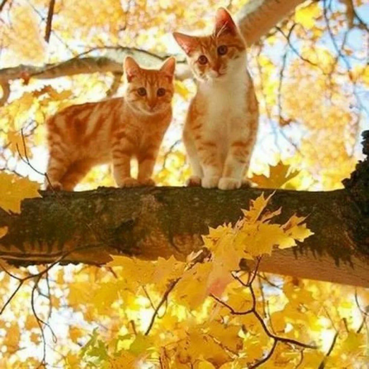 кошка в осенних листьях картинки