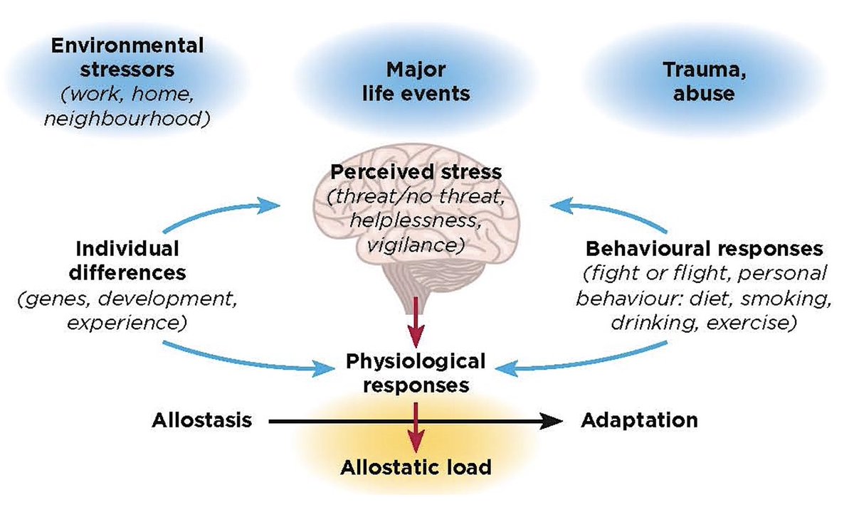 The figure illustrates the central role of the brain in stress processing - individual differences, behavior, and physiological responses determine whether adaptation or allostatic load/overload occurs… endocrinology.org/endocrinologis…