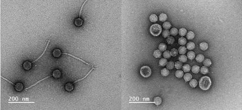 Phages.fr tweet media