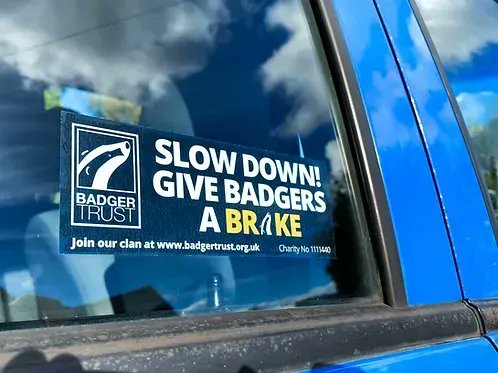 As a result of the ever-increasing rate of development, many of the UK's roads now fragment the well-established, ancestral foraging routes of #badgers 💔 Poorly planned roads kill badgers. Especially in Autumn⚠️ #GiveBadgersABrake > order your sticker buff.ly/3stx1t2