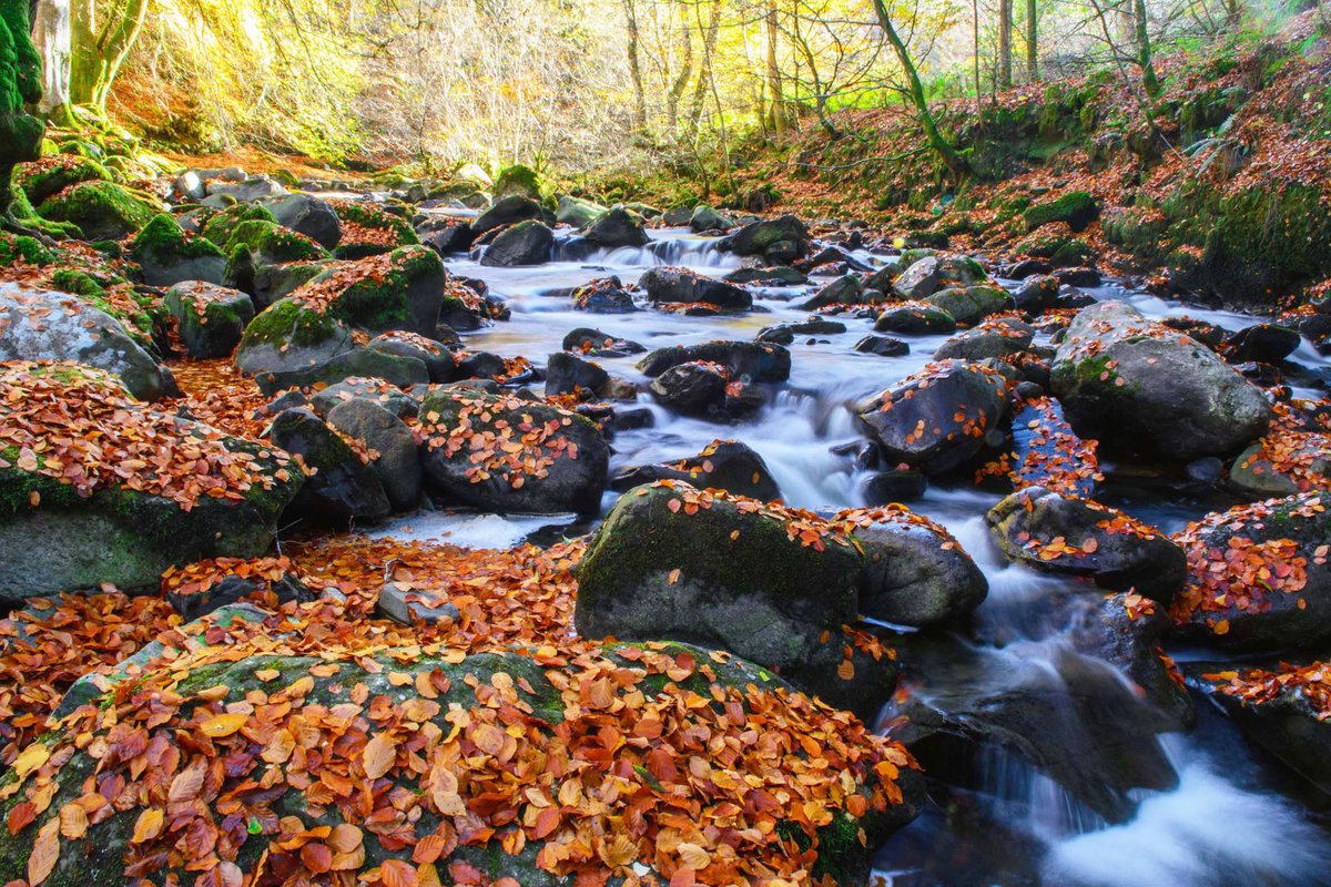 Autumn Leaves
youtube.com/watch?v=n2s2tP…
One from Perthshire. I didn't manage to get there last week but thanks to all kind messages. My back is improving thanks.  This is one of my favourite autumn images. I can hear the melody of the tumbling burn.
Have a great week ahead.
🐾👣😊