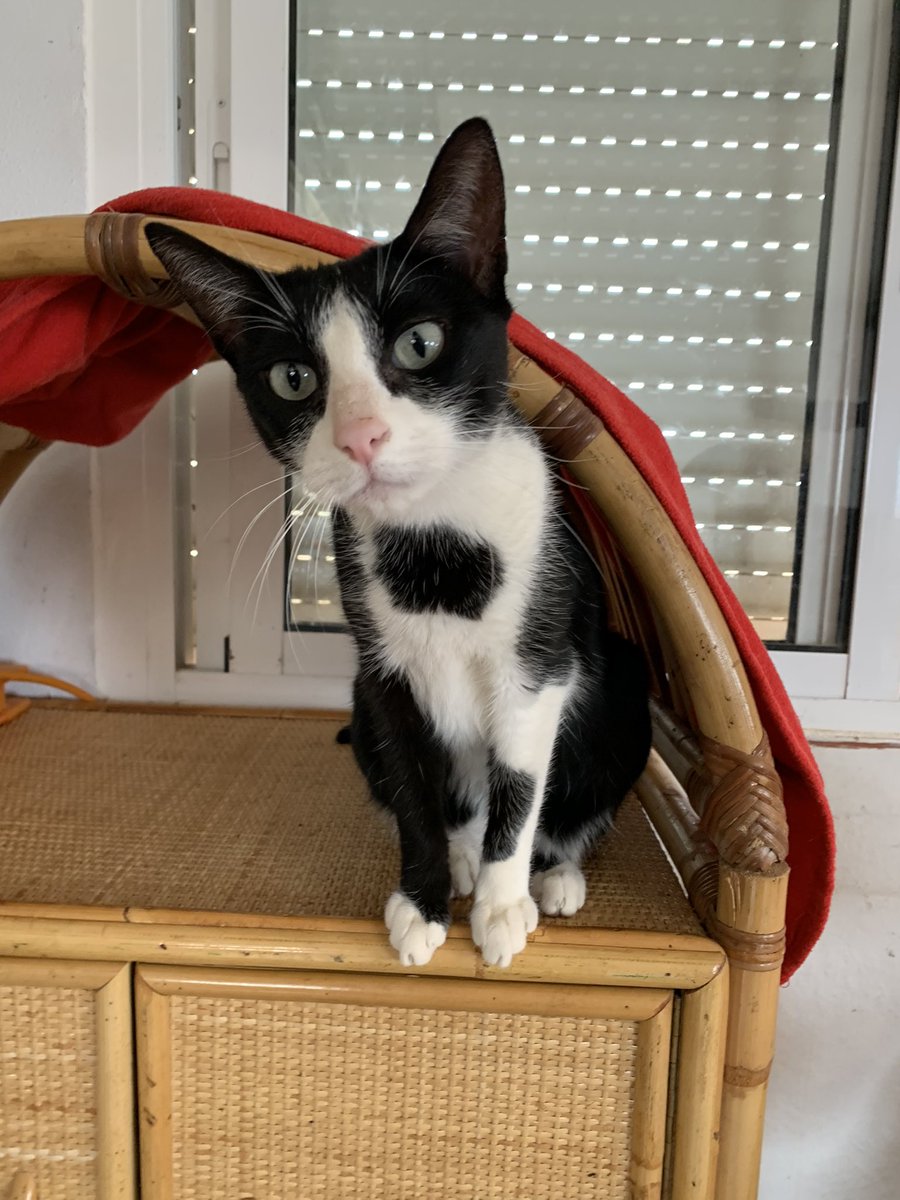 julio_martin's tweet photo. Hoy toca visita y donaciones al @elrefugiodeleo, a ver si consigo que mi gente de @PacklinkEng que son muy gato lovers adoptan alguna. Please difusión! 🙏 https://t.co/iUkUTH6jP5