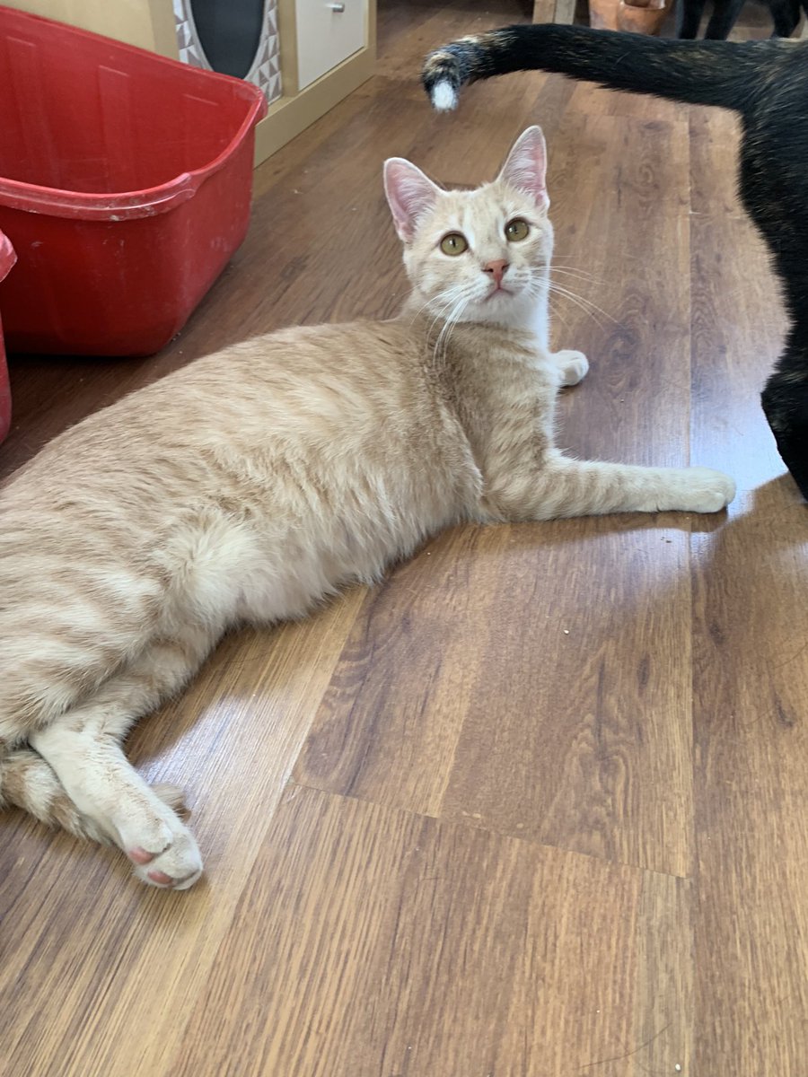 julio_martin's tweet photo. Hoy toca visita y donaciones al @elrefugiodeleo, a ver si consigo que mi gente de @PacklinkEng que son muy gato lovers adoptan alguna. Please difusión! 🙏 https://t.co/iUkUTH6jP5