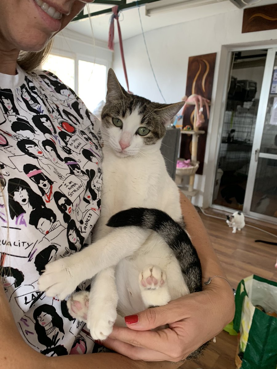 julio_martin's tweet photo. Hoy toca visita y donaciones al @elrefugiodeleo, a ver si consigo que mi gente de @PacklinkEng que son muy gato lovers adoptan alguna. Please difusión! 🙏 https://t.co/iUkUTH6jP5