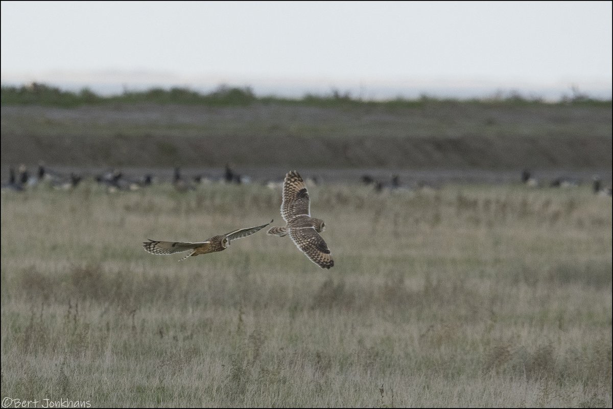 Gisteren had ik het geluk eindelijk eens velduilen te zien! Wat een schitterende vogels! Ook nog gelukt om ze vast te leggen. #vogelskijken met <a href="/Musicmajoo/">🎼 Majo!🎧 ♬♫</a>