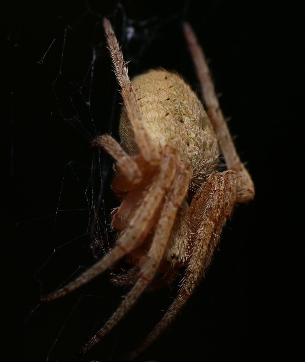 Neoscona puntigera

Often have color polymorphism within on population. 
#Arachtober