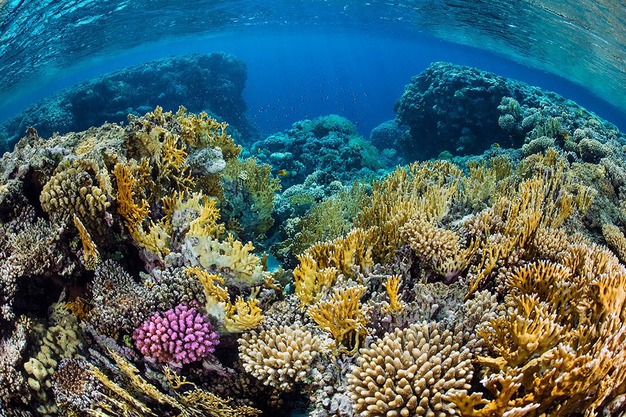 alex_mustard's tweet photo. So impressed with UN Patron of Oceans @LewisPugh swimming across the Red Sea to highlight how corals are struggling on the front line of the global climate crisis, ahead of #COP27 in SSH. These are reefs from his route taken in the last year. https://t.co/d5YVEE9TUy