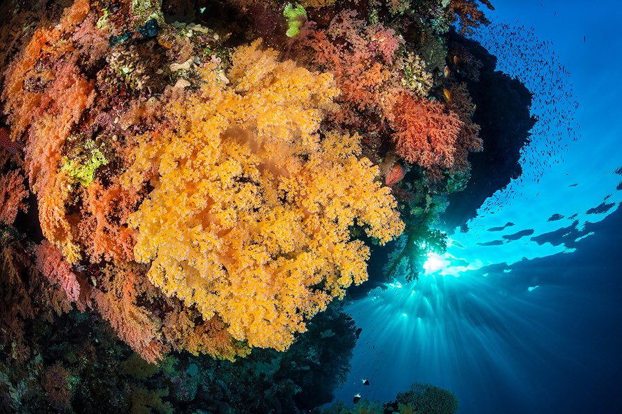 alex_mustard's tweet photo. So impressed with UN Patron of Oceans @LewisPugh swimming across the Red Sea to highlight how corals are struggling on the front line of the global climate crisis, ahead of #COP27 in SSH. These are reefs from his route taken in the last year. https://t.co/d5YVEE9TUy