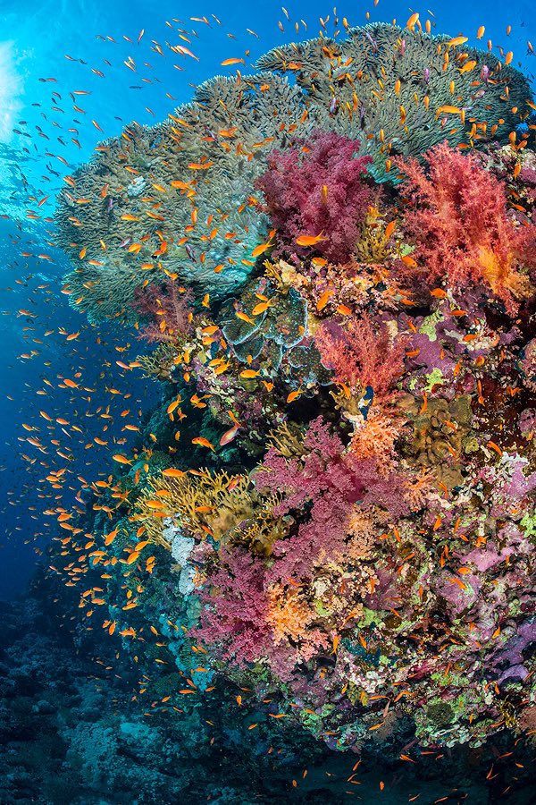 alex_mustard's tweet photo. So impressed with UN Patron of Oceans @LewisPugh swimming across the Red Sea to highlight how corals are struggling on the front line of the global climate crisis, ahead of #COP27 in SSH. These are reefs from his route taken in the last year. https://t.co/d5YVEE9TUy