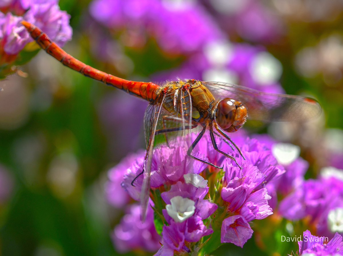 David Swann (@davidswann1) on Twitter photo Common Darter (September). <a href="/Natures_Voice/">RSPB</a> @northyorkmoors <a href="/YorksWildlife/">Yorkshire Wildlife Trust - follow us on Bluesky 🦋</a> @WoodlandTrust <a href="/BDSYorkshire/">York. Dragonfly Grp.</a> <a href="/BDSdragonflies/">British Dragonfly Society</a> Common Darter (September). <a href="/Natures_Voice/">RSPB</a> @northyorkmoors <a href="/YorksWildlife/">Yorkshire Wildlife Trust - follow us on Bluesky 🦋</a> @WoodlandTrust <a href="/BDSYorkshire/">York. Dragonfly Grp.</a> <a href="/BDSdragonflies/">British Dragonfly Society</a>