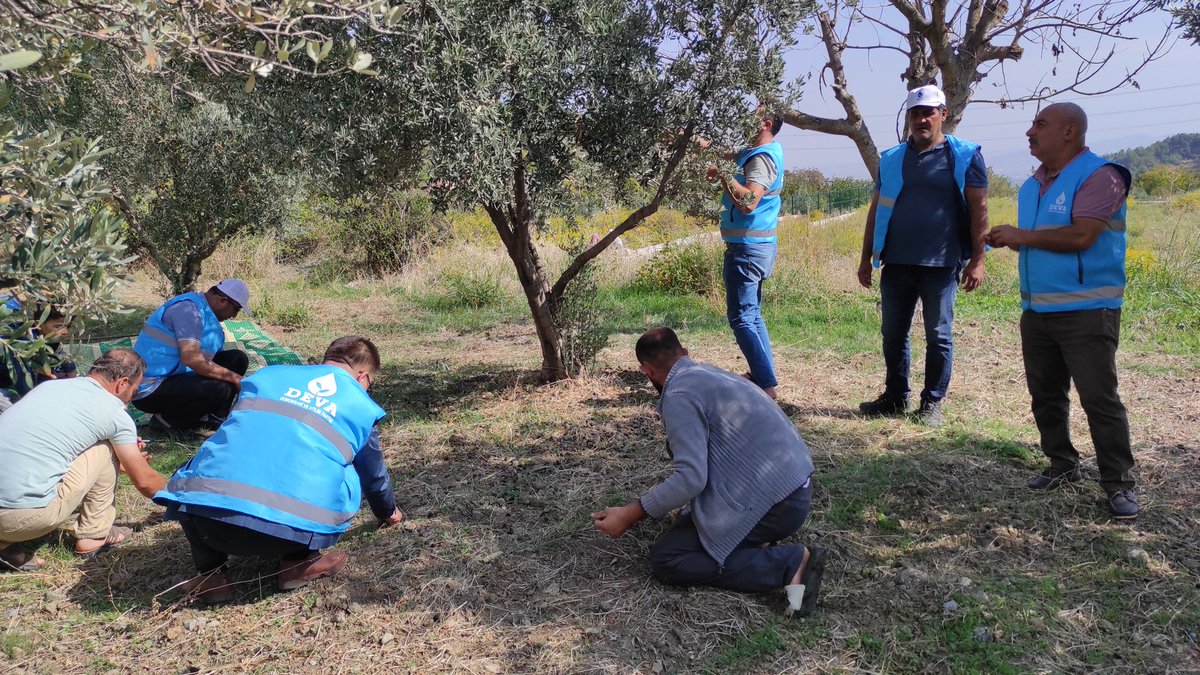 antakyayadeva's tweet photo. İlçe başkanımız ve başkan yardımcılarımız ile birlikte karlısu Mahallesi'nde;
Tarlada, bahçede zeytin hasadı yapan çiftçilerimizin yanındayız, dertlerini dinliyor, çözüm önerilerimizi anlatıyoruz
Deva Partisi Tarım Eylem Planı 👇
https://t.co/GzY8hoQurN
#Devatarlada https://t.co/knUzUkrvgR