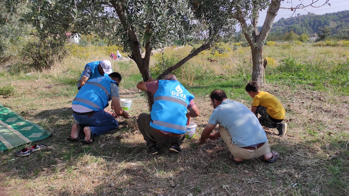 antakyayadeva's tweet photo. İlçe başkanımız ve başkan yardımcılarımız ile birlikte karlısu Mahallesi'nde;
Tarlada, bahçede zeytin hasadı yapan çiftçilerimizin yanındayız, dertlerini dinliyor, çözüm önerilerimizi anlatıyoruz
Deva Partisi Tarım Eylem Planı 👇
https://t.co/GzY8hoQurN
#Devatarlada https://t.co/knUzUkrvgR
