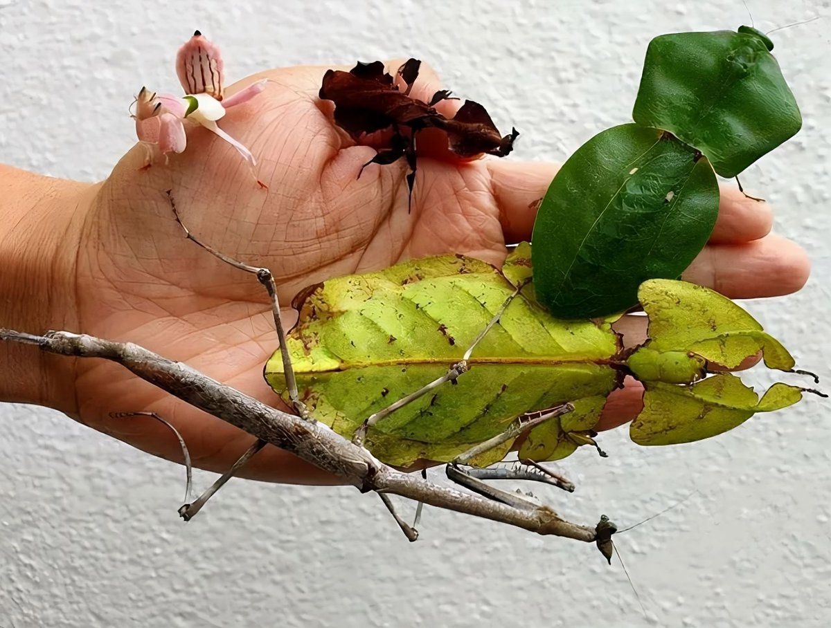 🌿 Bu fotoğrafta hiç bitki yok.